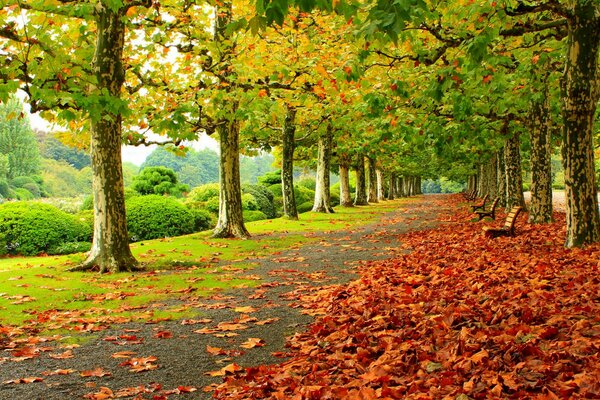 Contraste de couleurs dans le parc d automne