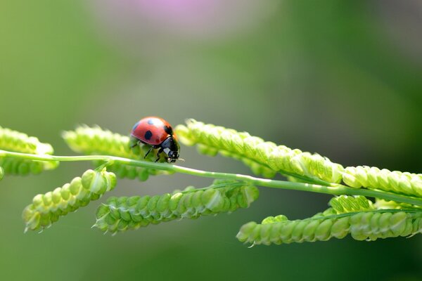 Coccinelle rampant sur l herbe