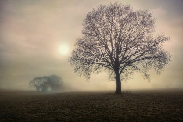 Matin brumeux. Arbres dans le champ