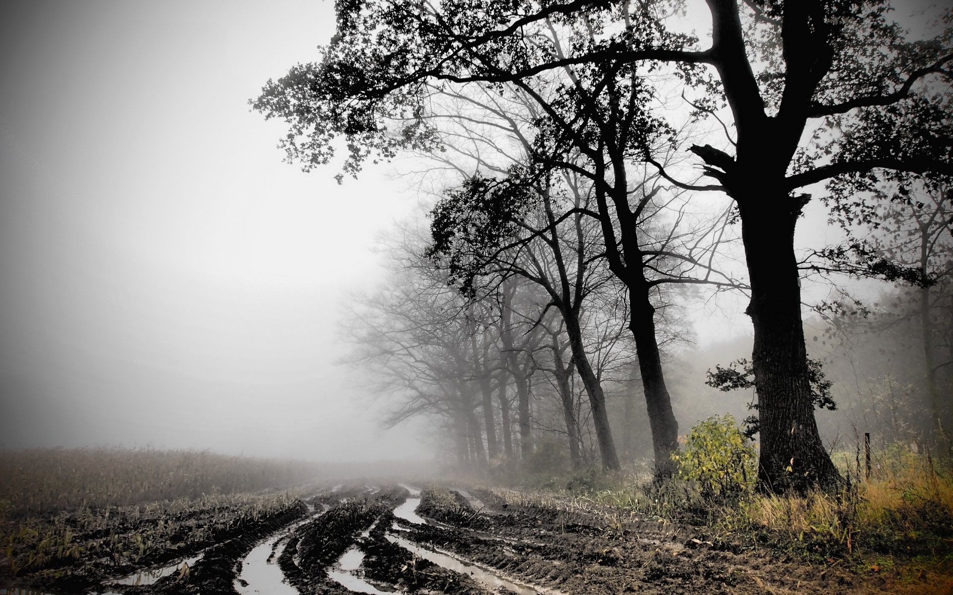 automne champ brouillard