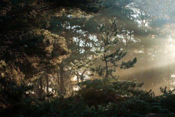 Forêt matin dans le brouillard
