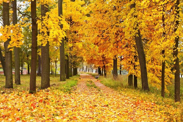 Feuilles d automne des arbres dans la forêt