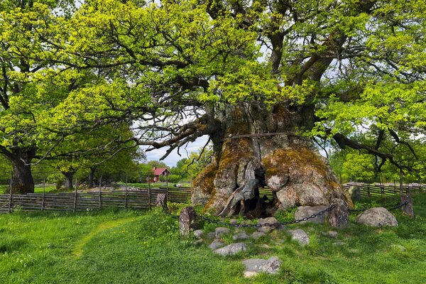 Grand arbre, montagne. Nature