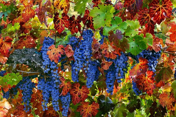 Une bouée de couleurs vives. Raisins juteux et feuilles panachées