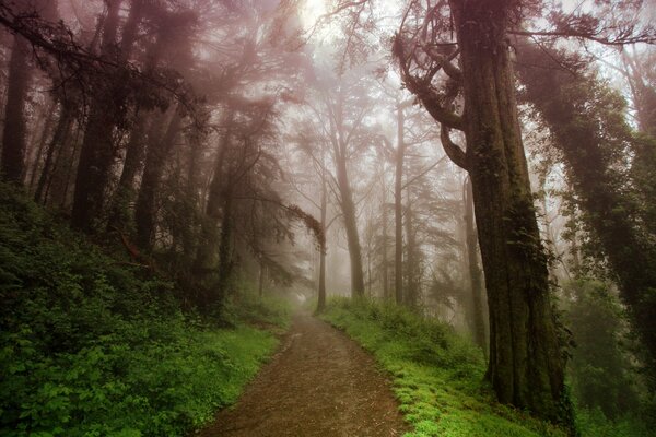 Route dans la forêt d été dans le brouillard