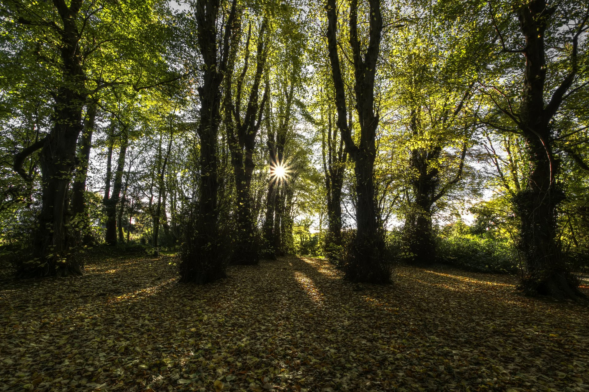 comté de londonderry irlande du nord forêt de hêtres soleil rayons automne
