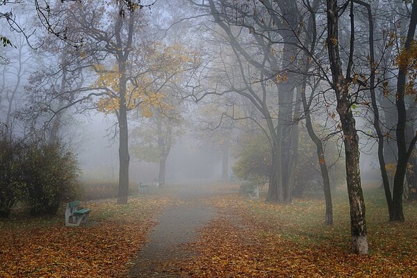 Matin brumeux d automne dans le parc