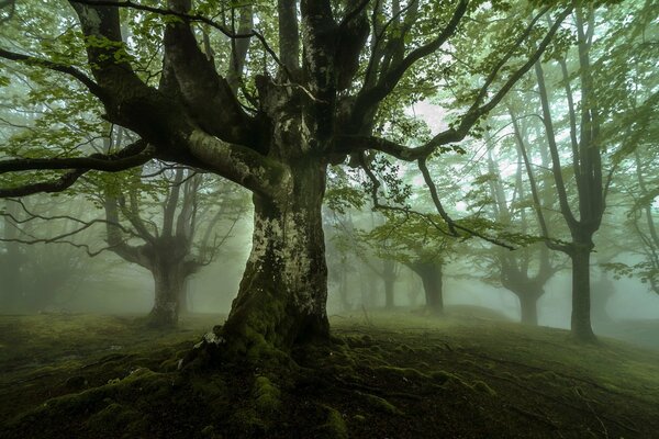 Forêt sombre dans le brouillard