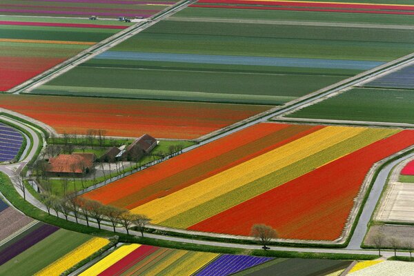 Champs de tulipes aux pays-bas