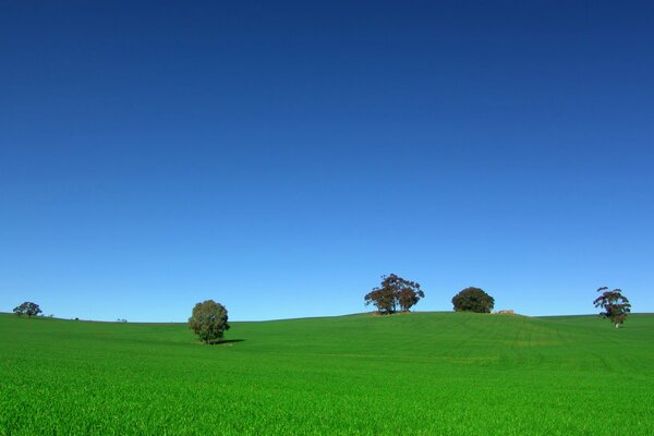 Arbres rares dans le champ. ciel bleu