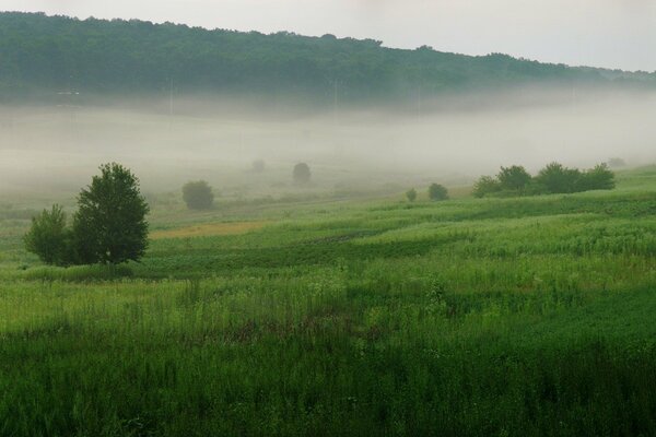 Plaine verte couverte d un épais brouillard