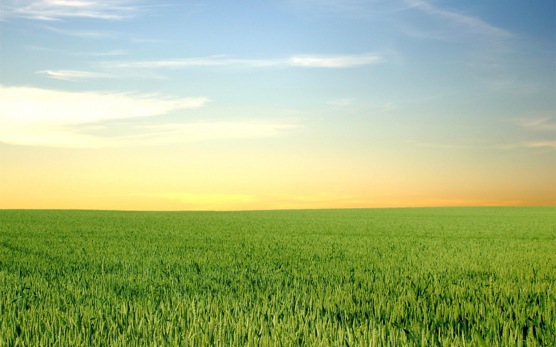 champ verdure horizon