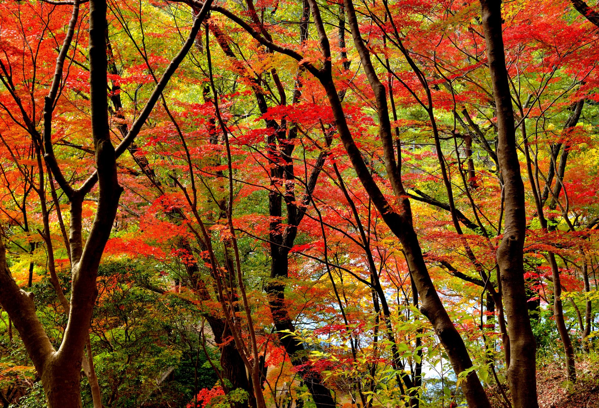 forêt arbres feuilles automne pourpre