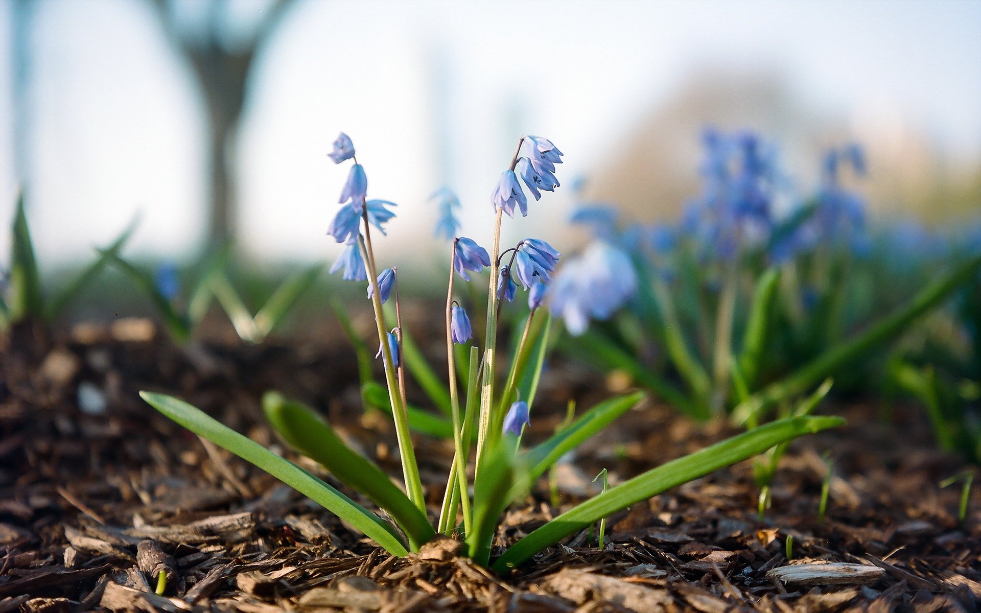fleur nature gros plan