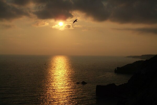 Mouette volant au-dessus de la mer au coucher du soleil