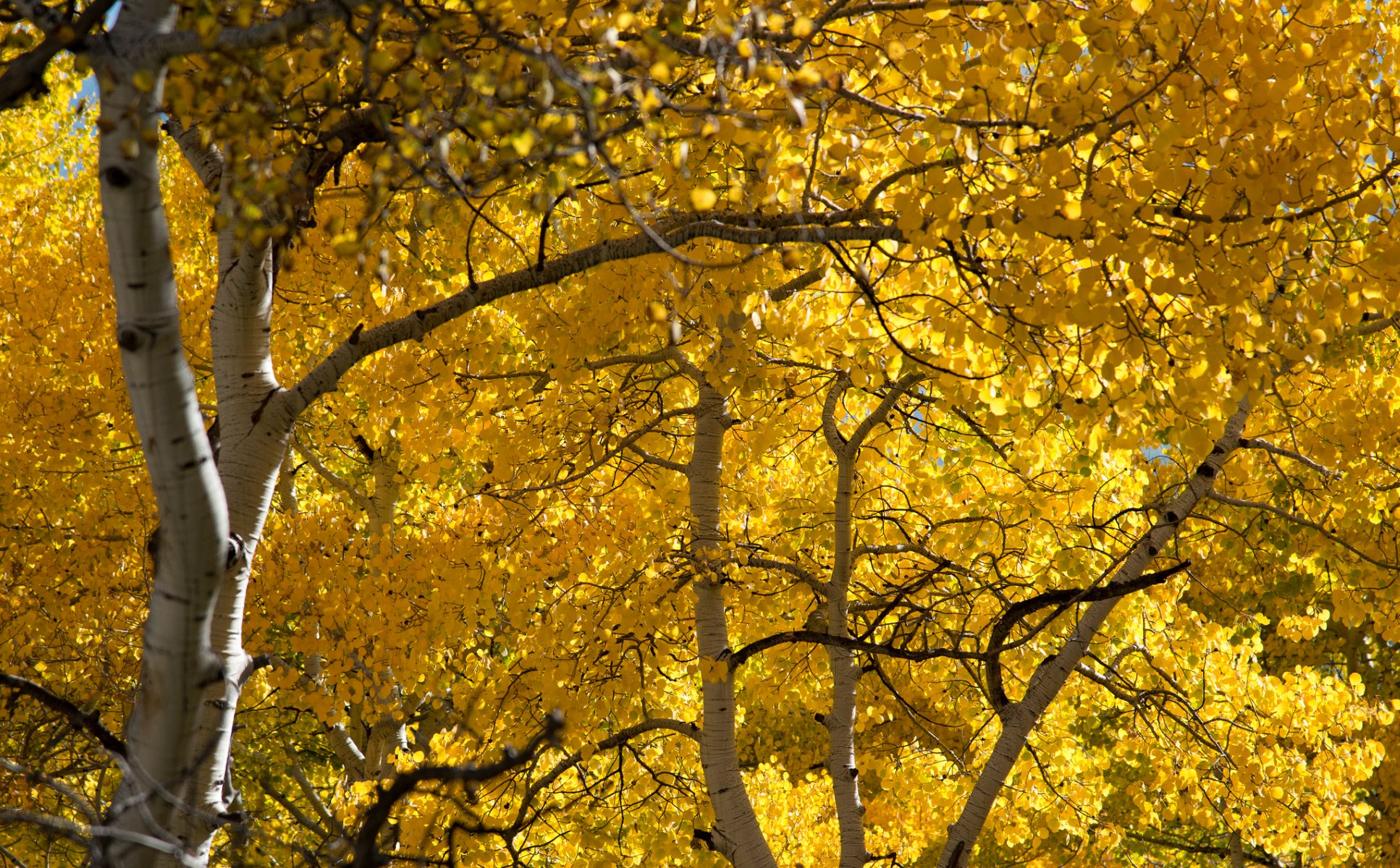 forêt bosquet tremble feuilles automne