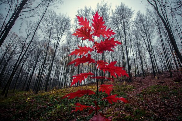 Jeune chêne sur une pente dans la forêt
