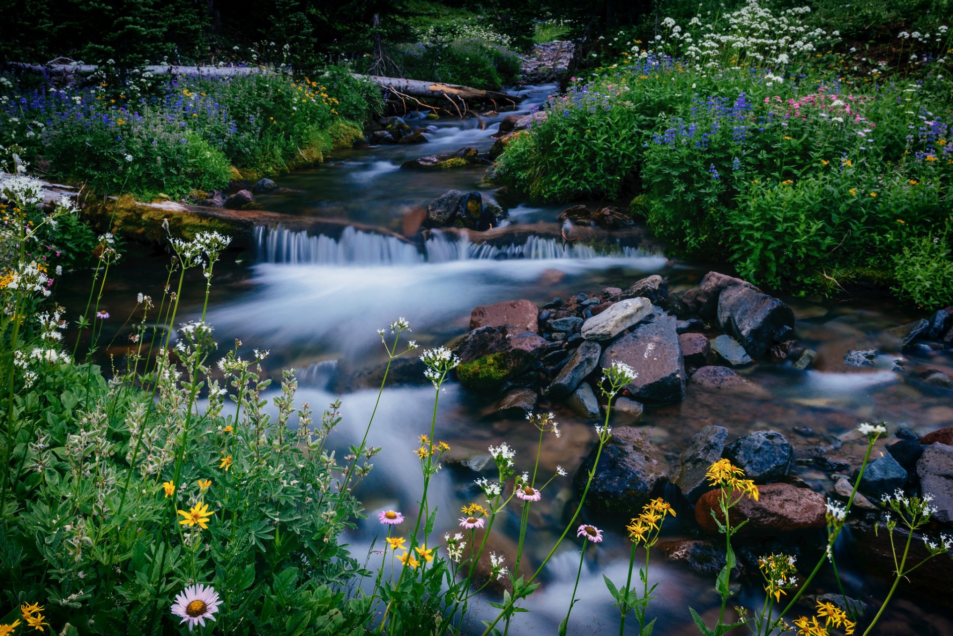 melody creek mount rainier washington parc national du mont rainier ruisseau fleurs pierres