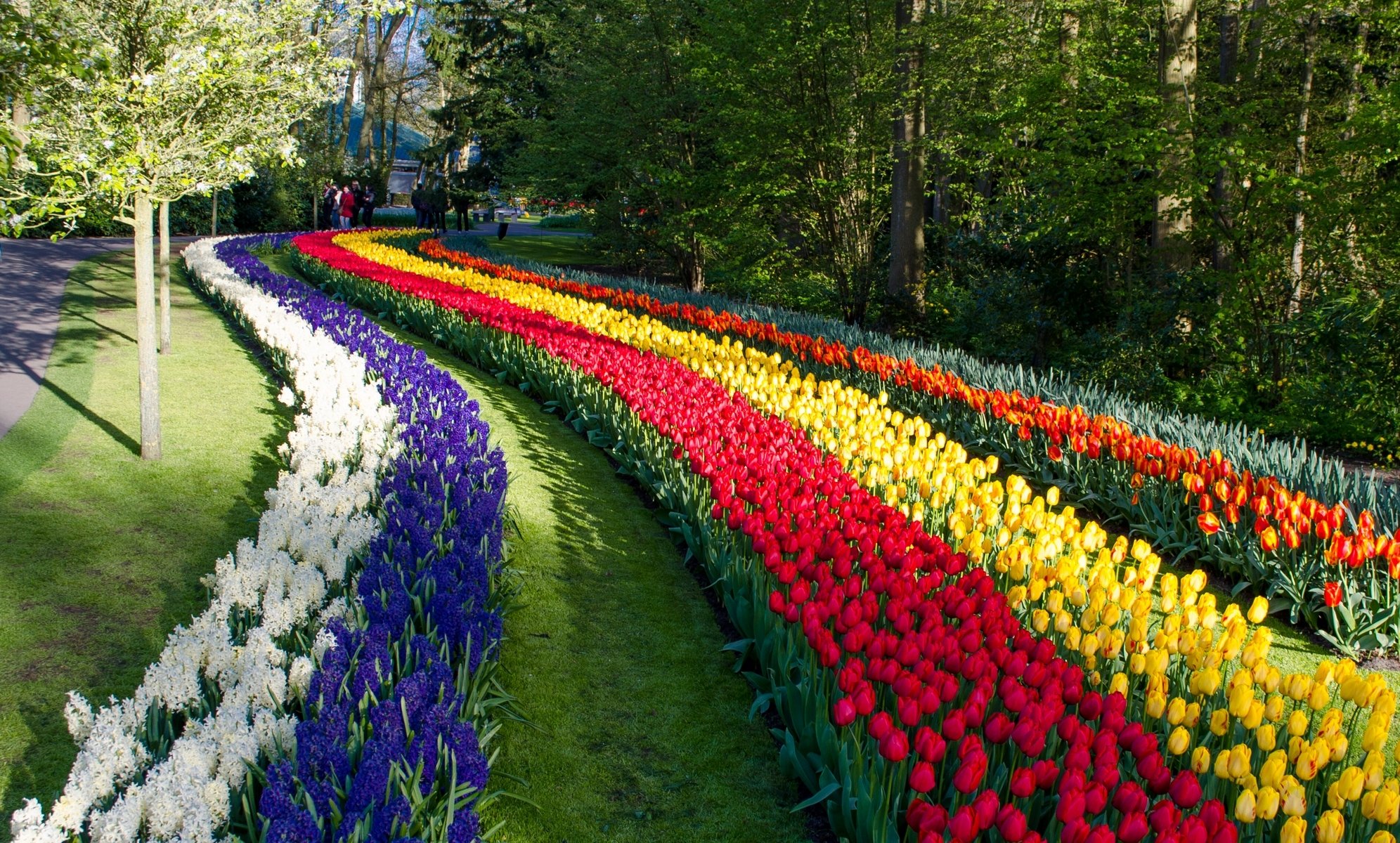 keukenhof lisse pays-bas parc fleurs jacinthes tulipes