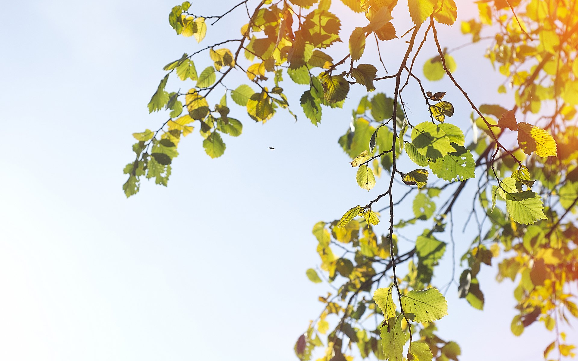 ciel branches branches arbre insecte