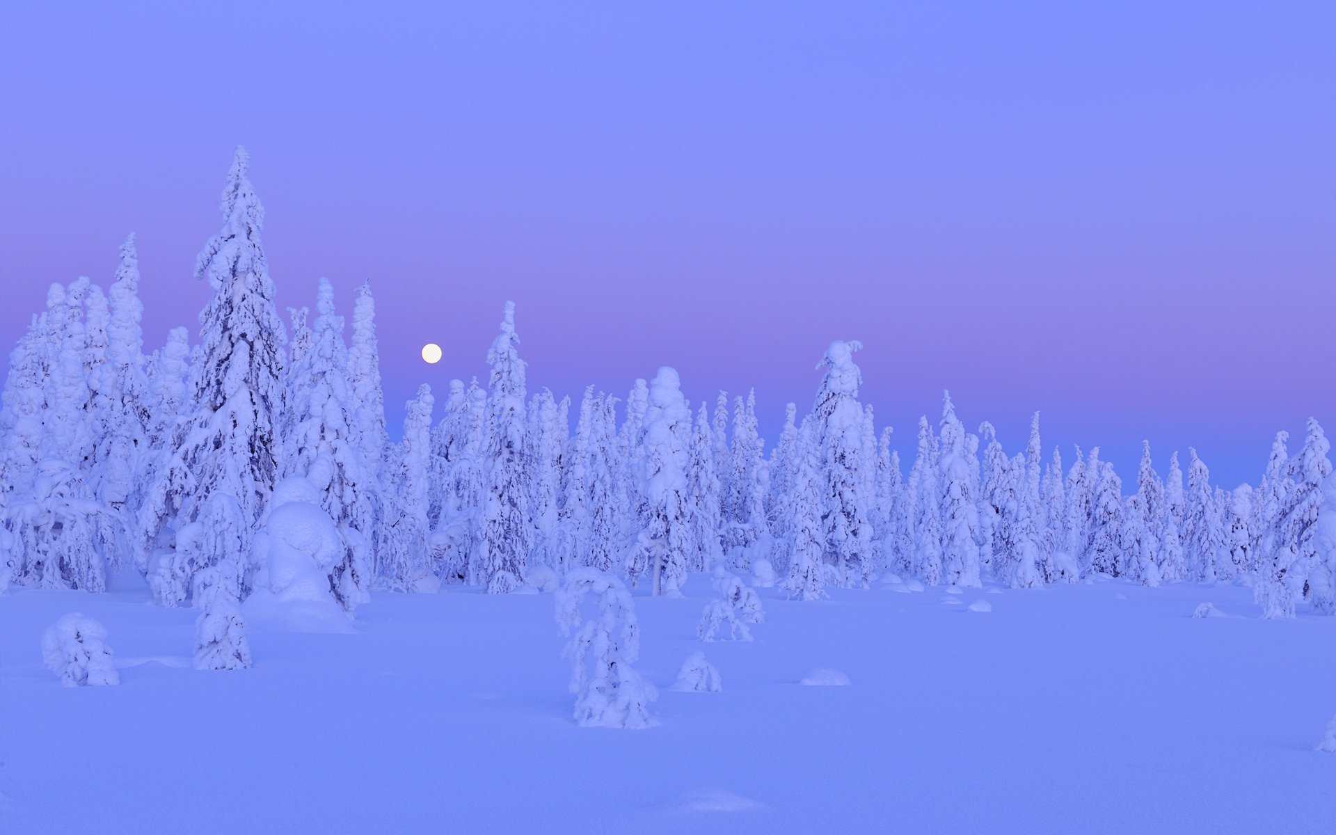 neige arbres forêt hiver lune nuit kuusamo ostrobotnie du nord province d oulu finlande hiver