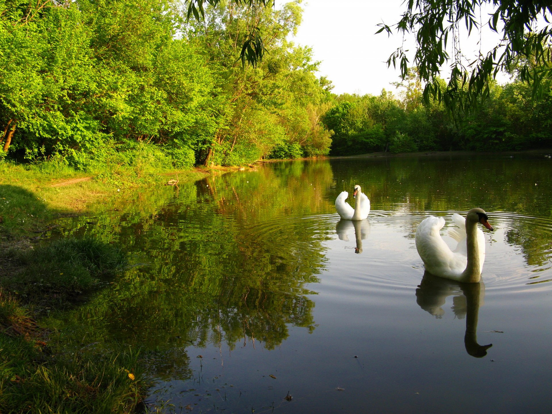 ciel forêt parc étang arbres cygne oiseau