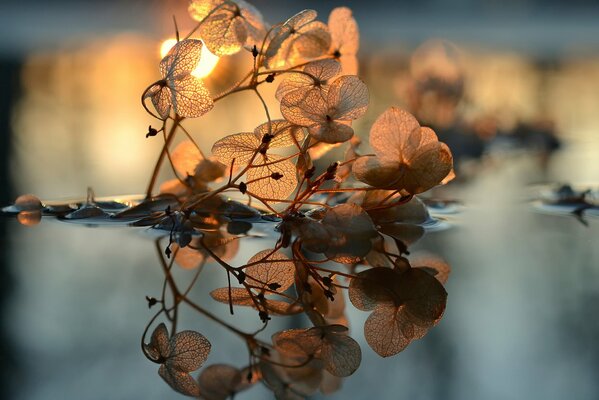Réflexion des feuilles dans l eau