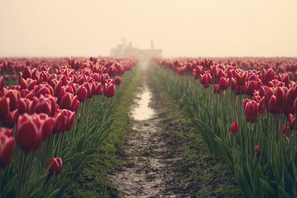 Route dans un champ avec des tulipes Bordeaux