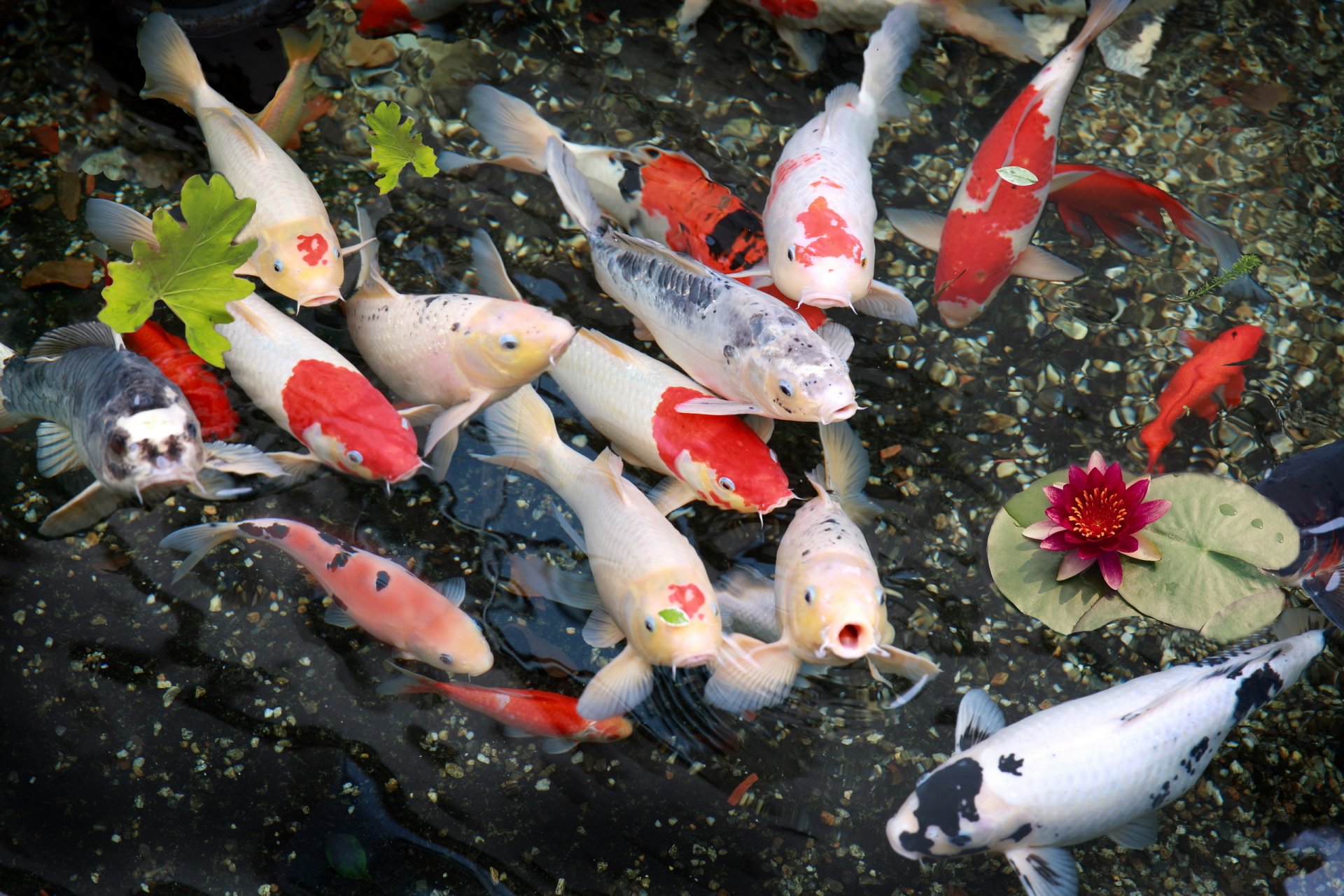 poissons lys nature