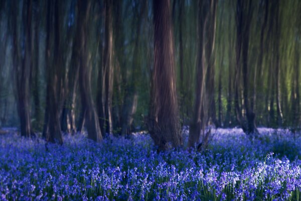 Clairière de cloches bleues dans la forêt