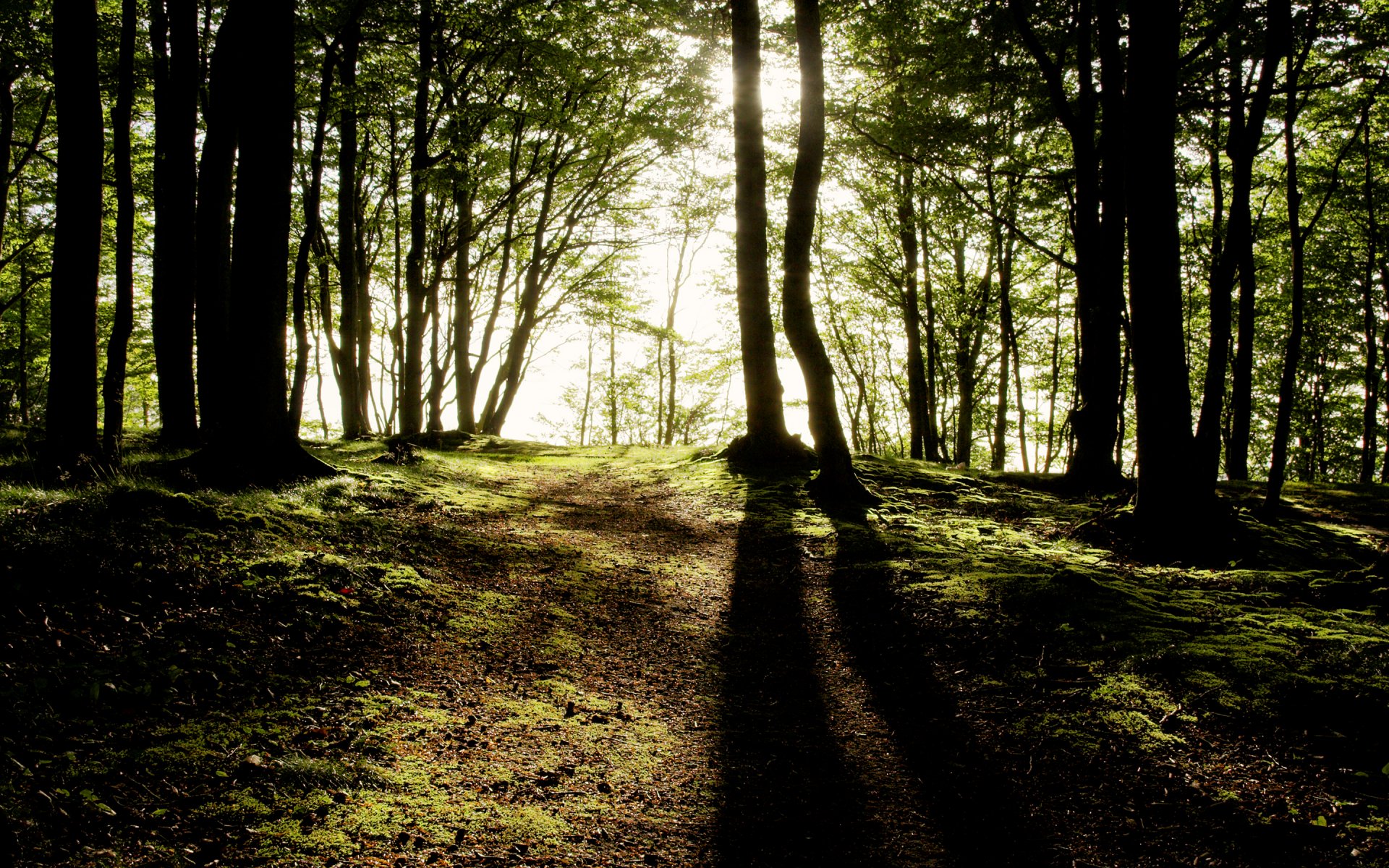 forêt arbres rayons du soleil lumière ombres
