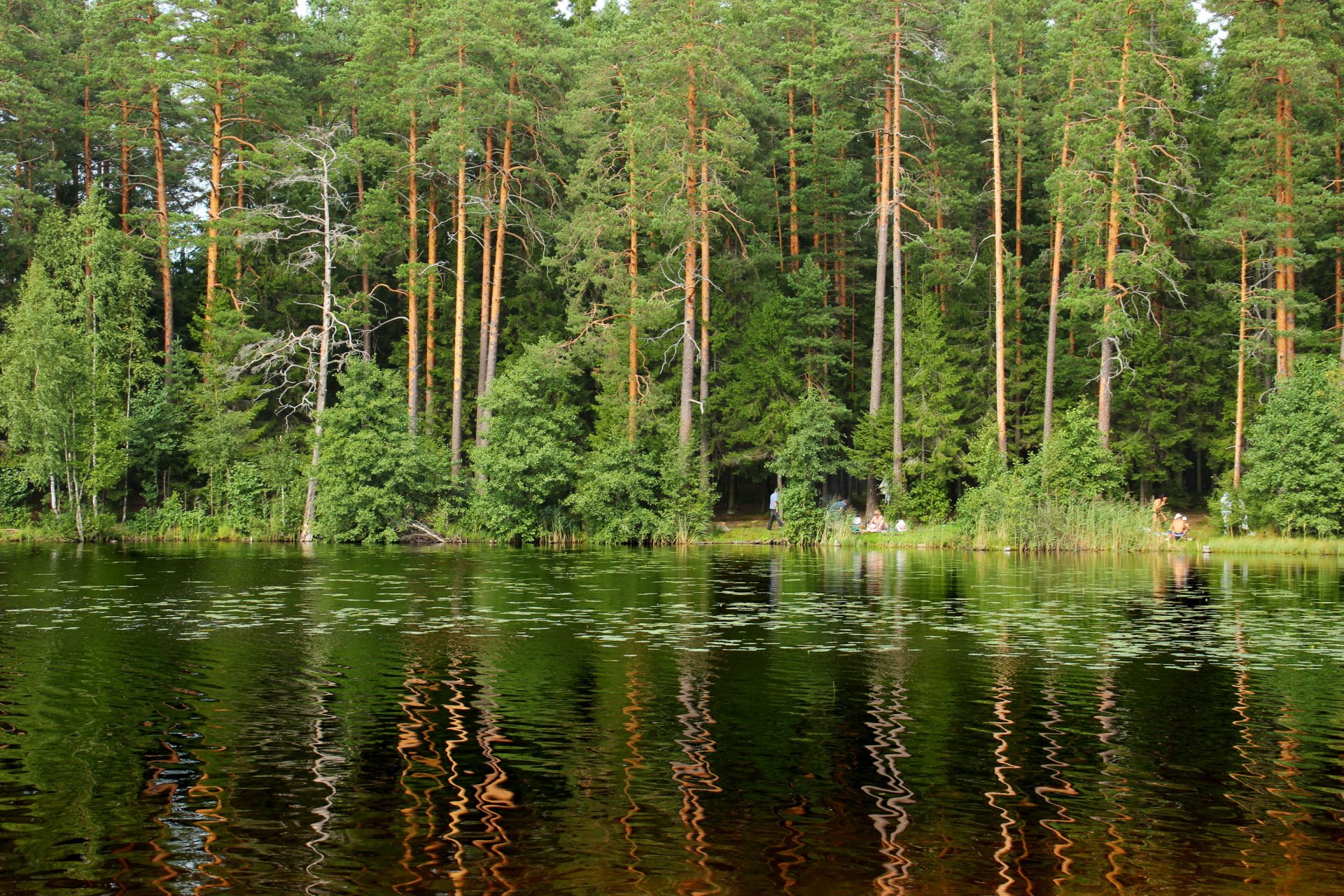 lac saint-pétersbourg forêt russie brochet komarovo arbres nature photo