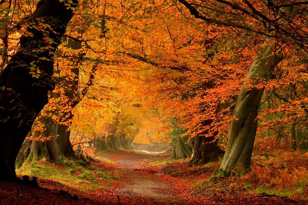 Marcher dans la forêt à l automne