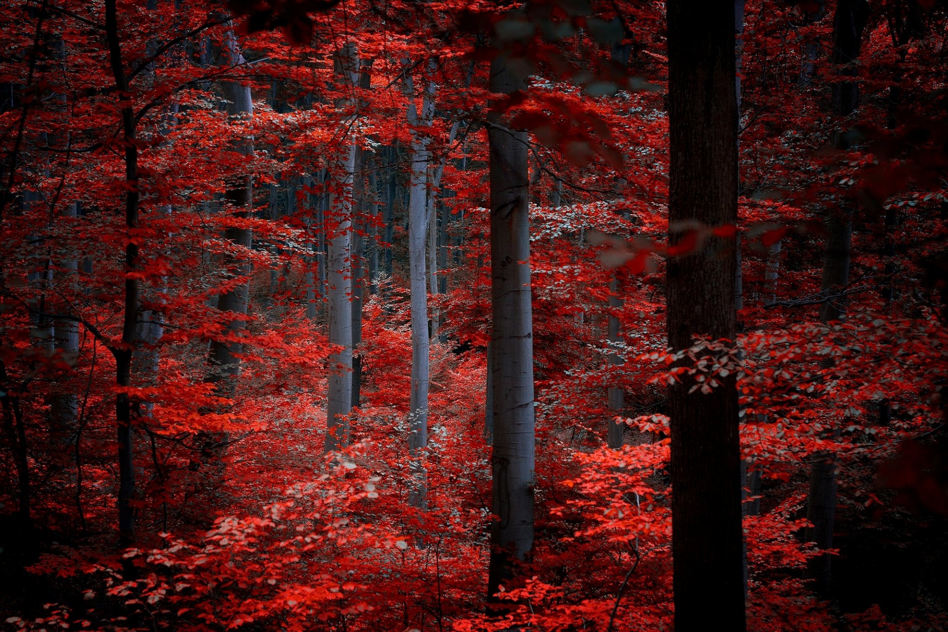forêt arbres feuilles pourpre bourgogne rouge nature automne