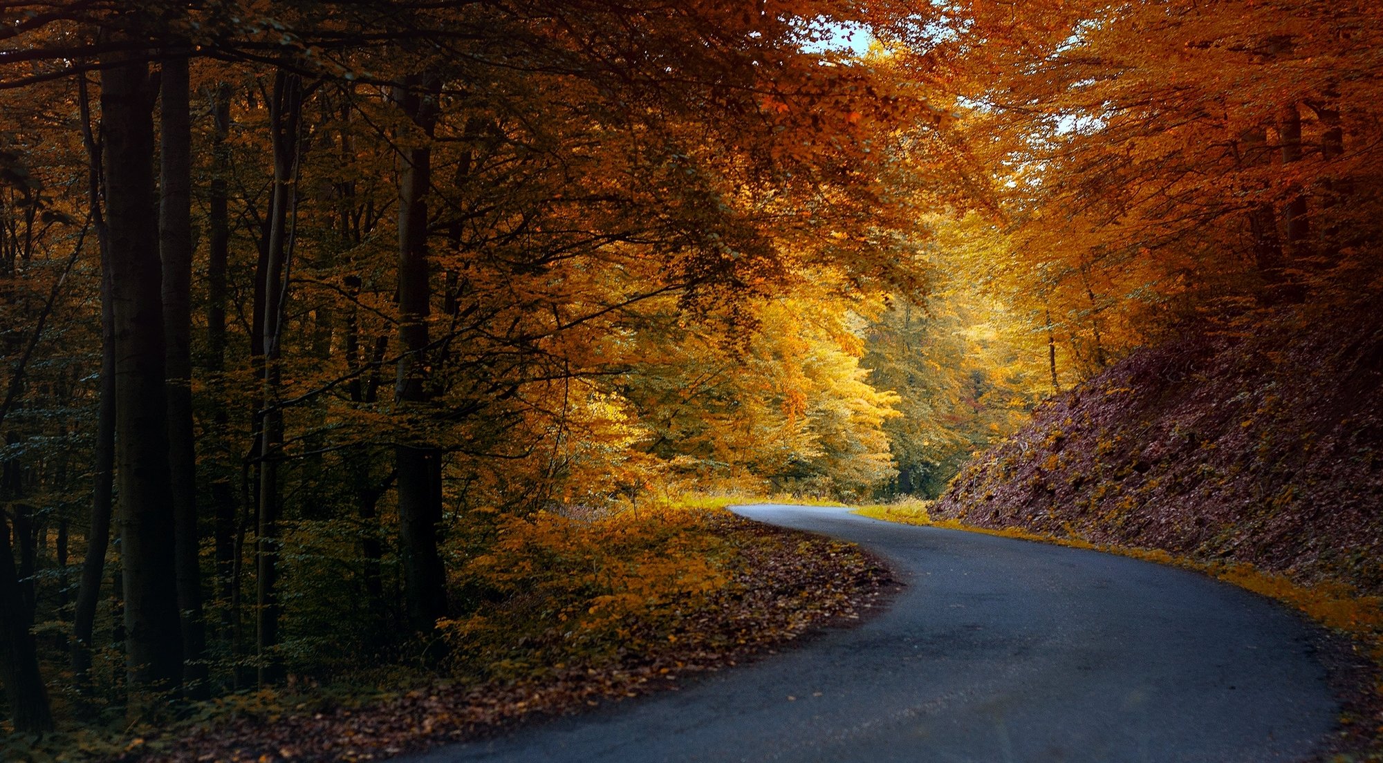 automne nature route asphalte forêt arbres feuilles orange jaune