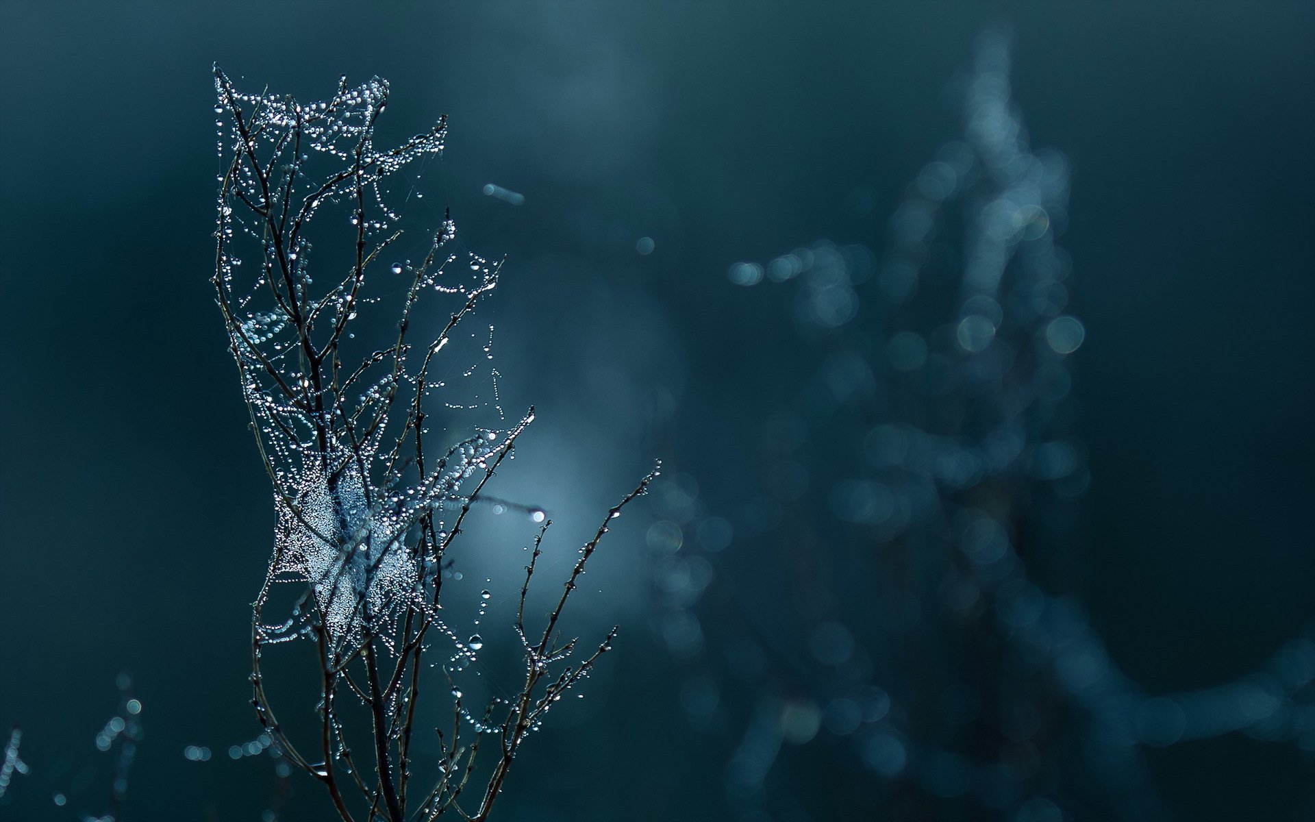 branche toile d araignée gouttes macro