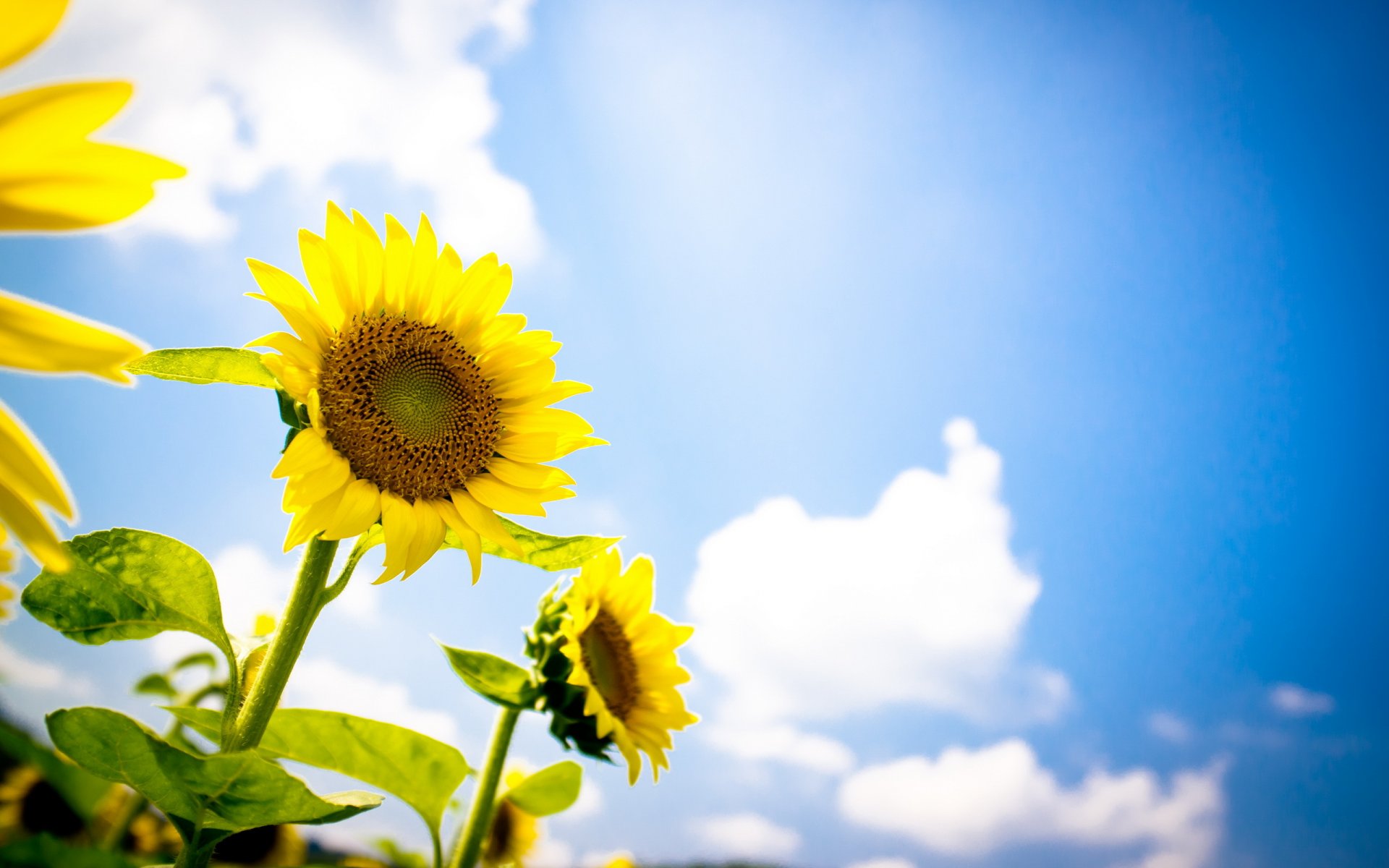 tournesols été ciel nature