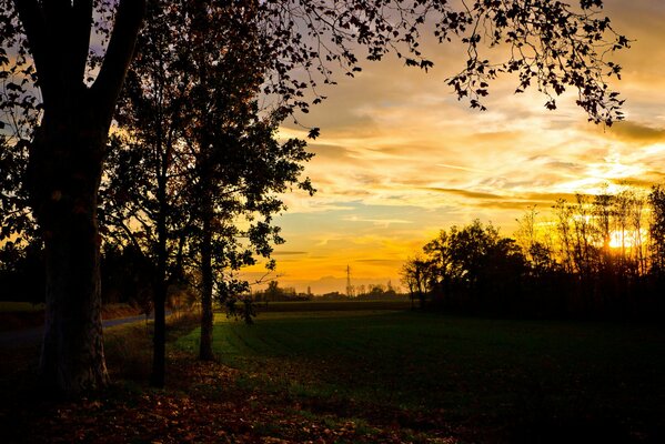 Photo du soir du champ. Arbres et coucher de soleil
