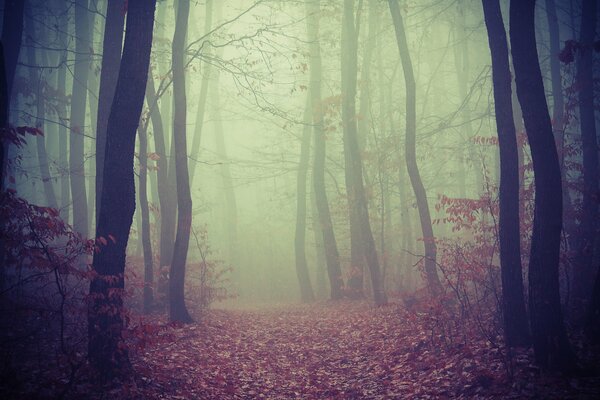 Forêt brumeuse avec vaib d automne