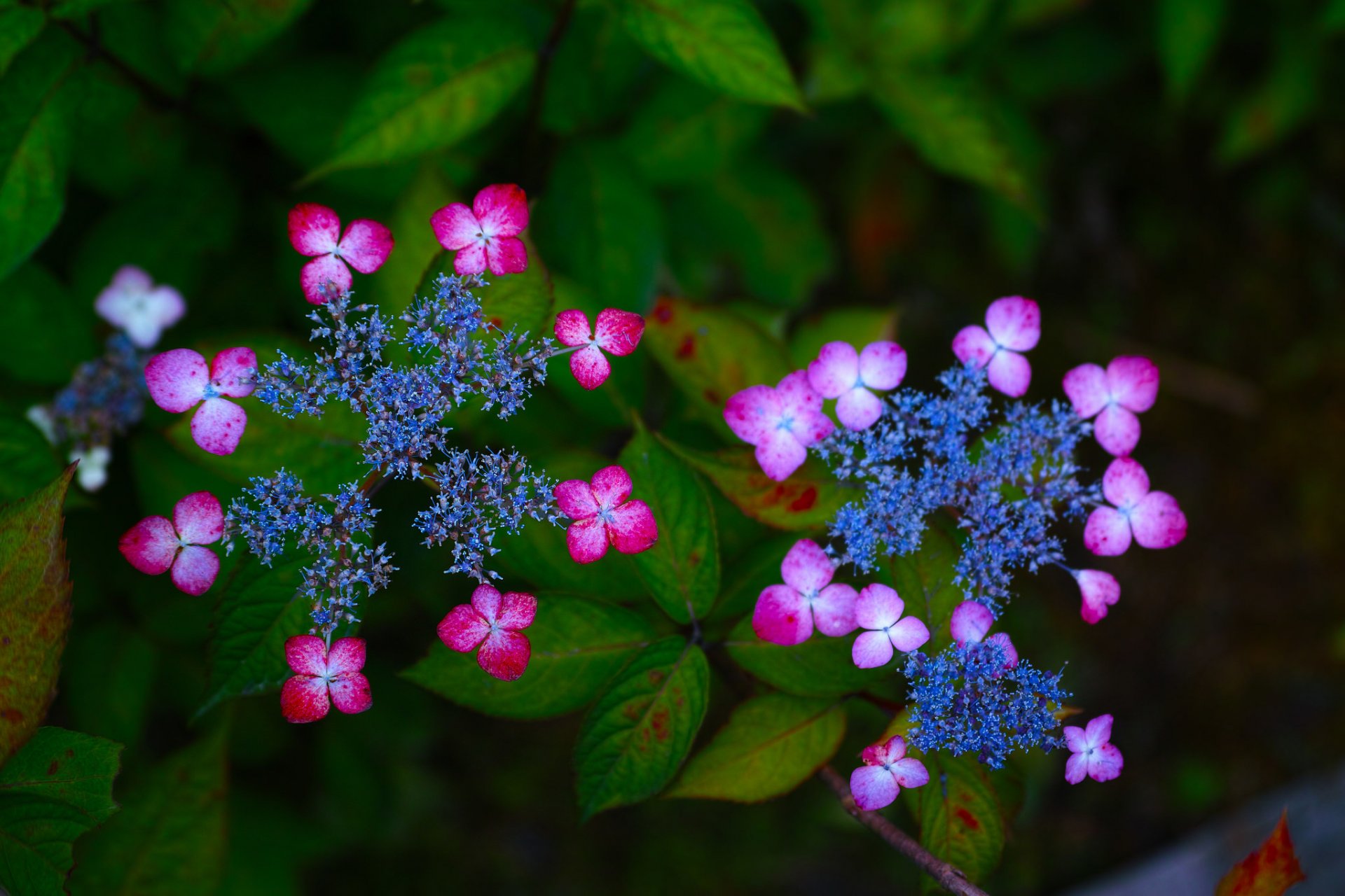 hortensia fleurs inflorescences gros plan