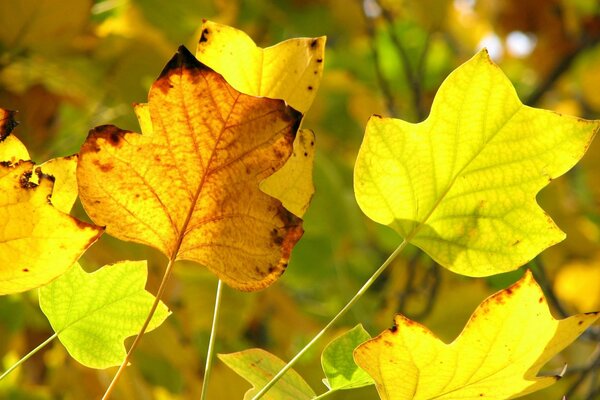 Automne feuilles jaunes bouchent