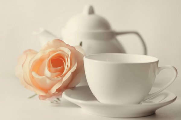 Rose tendre est comme un homme et une femme transmet tout l amour