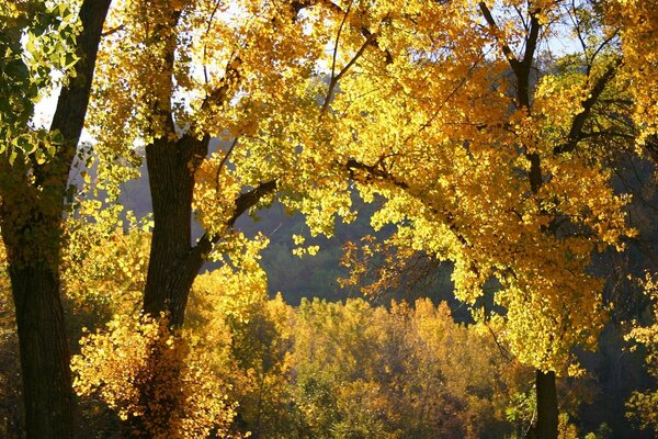 Nature automnale avec des feuilles jaunes