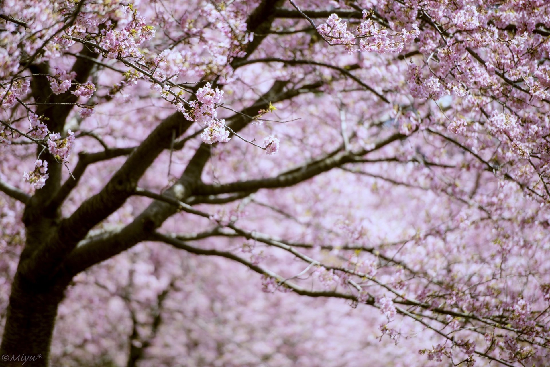 arbre branches floraison rose printemps sakura
