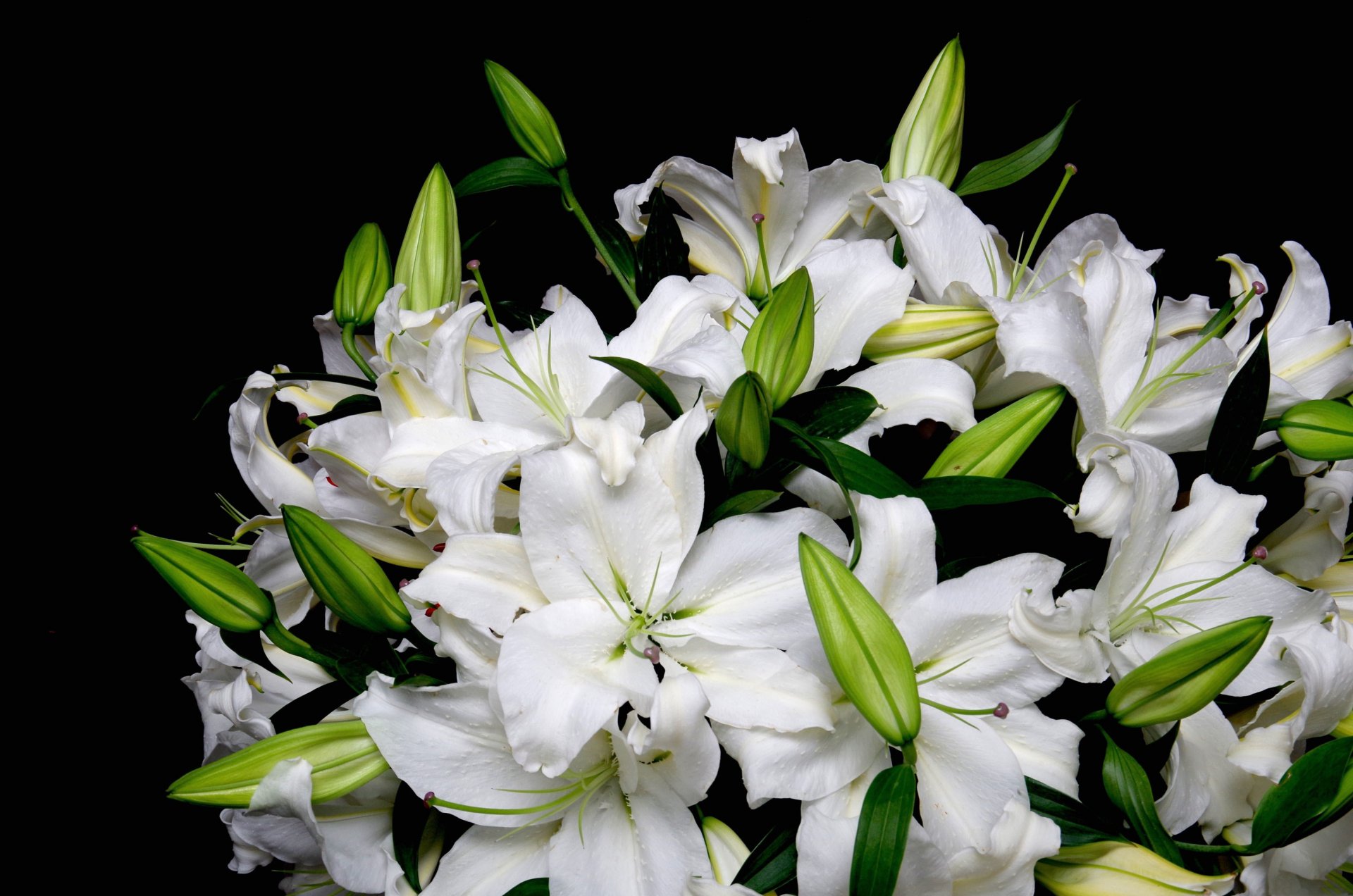 lys blanc bouquet