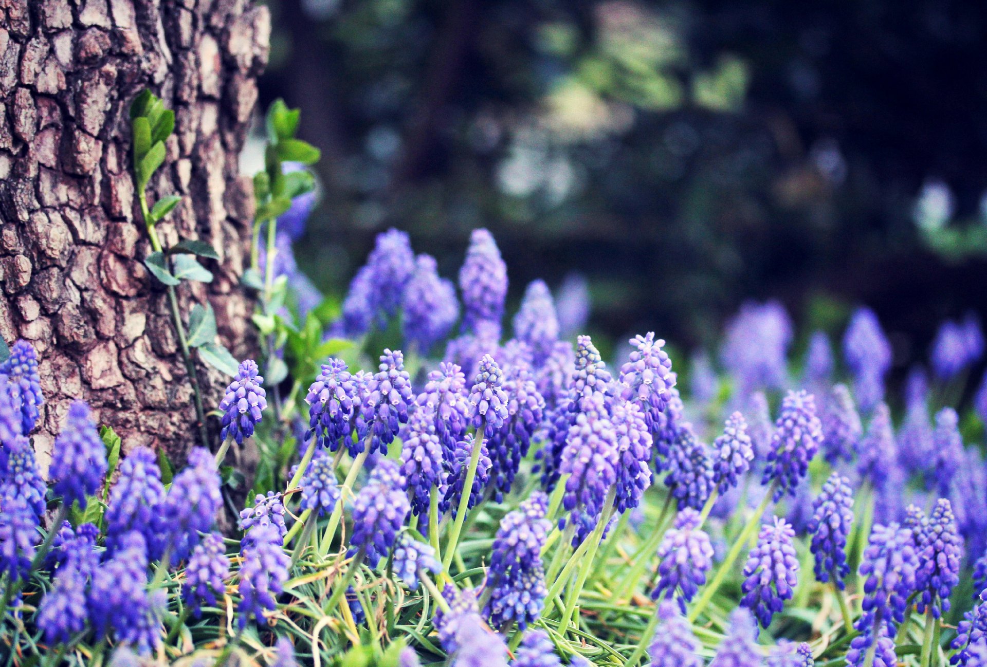jacinthe de raisin fleurs bleu herbe forêt arbre tronc écorce bokeh printemps nature