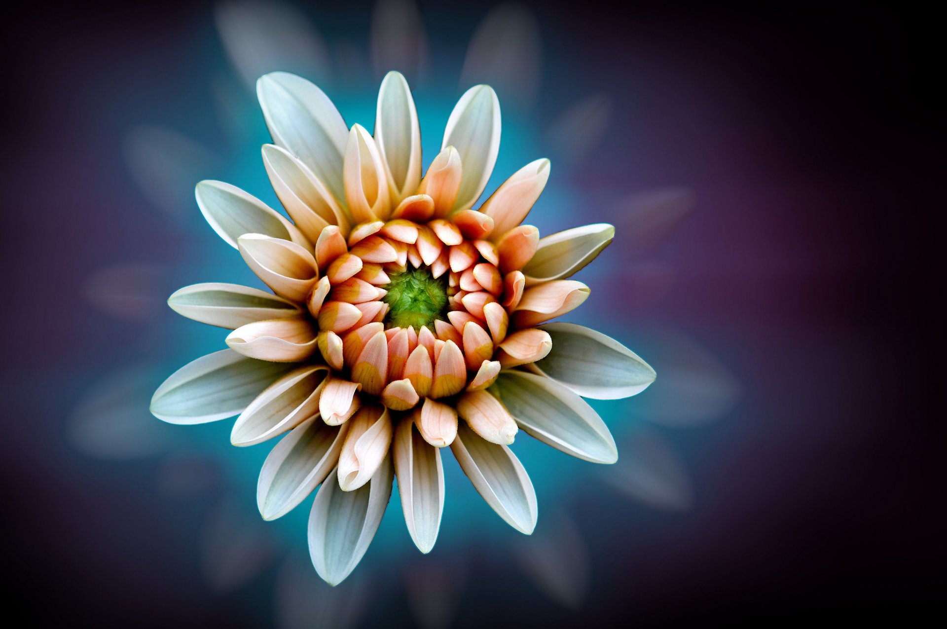 fleur blanc-orange dahlia fond