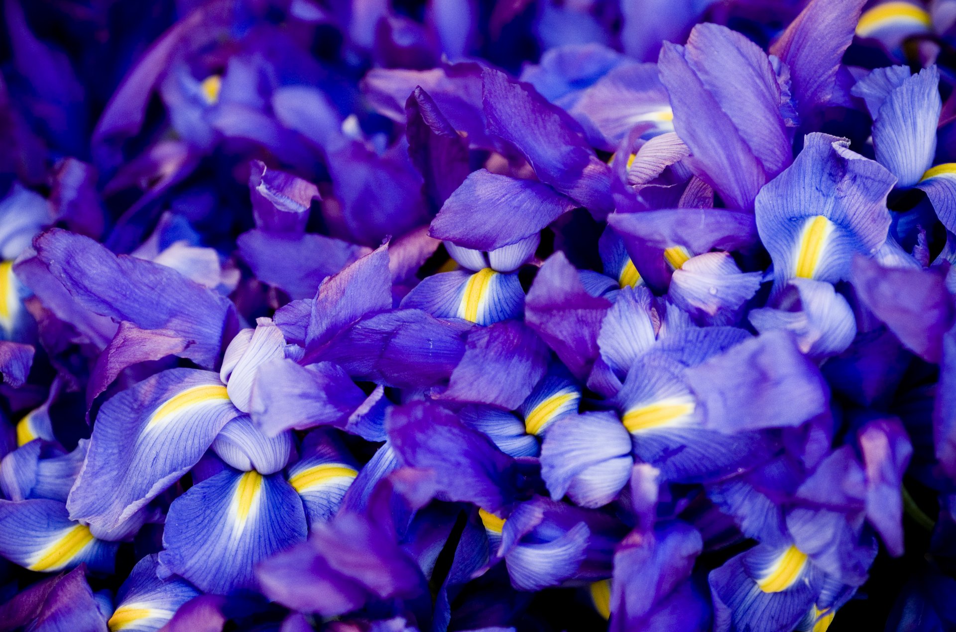 fleurs beaucoup iris bleu lilas