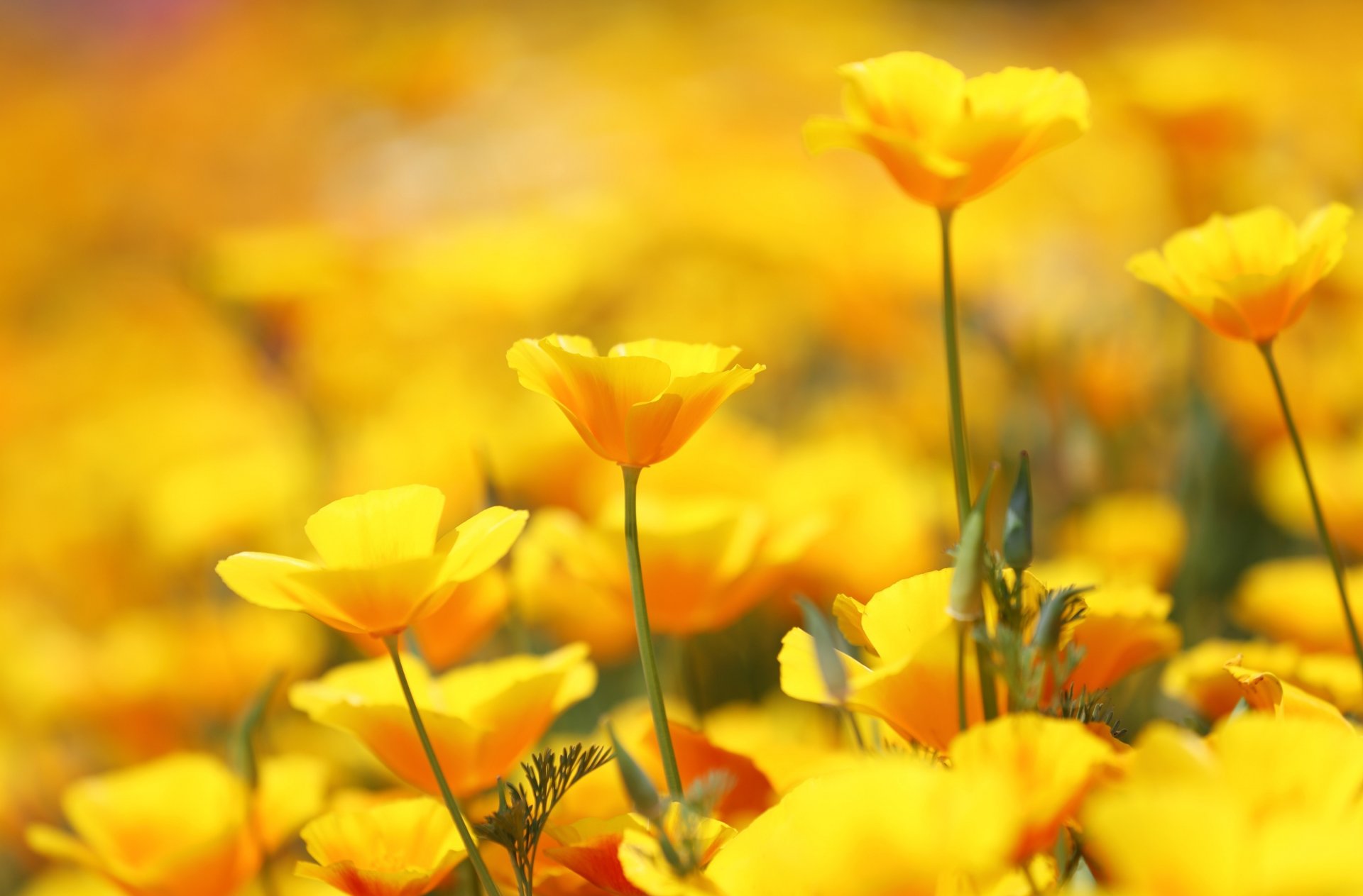 eschholzia fleurs beaucoup