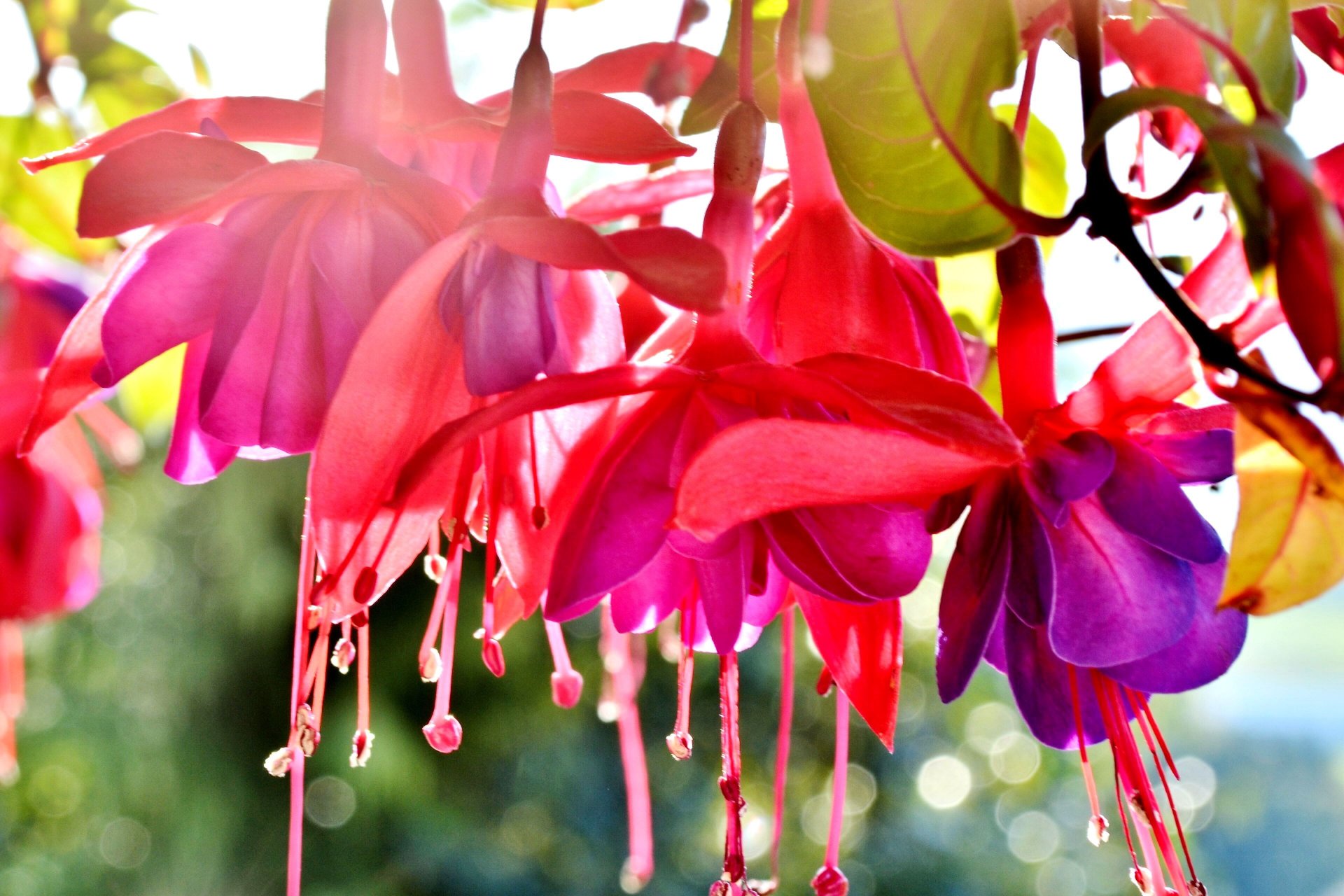 fleurs lumineux été gros plan macro macro